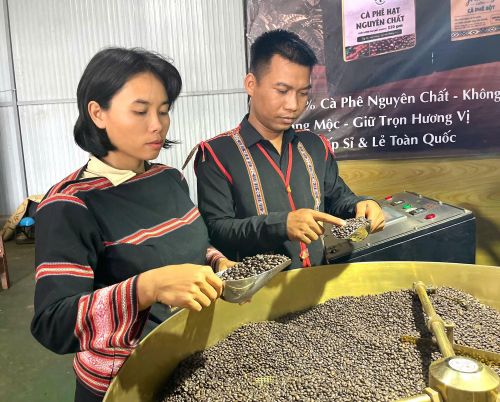 Chị Rơ Châm Awưnh (bìa trái) cùng chồng kiểm tra chất lượng hạt cà phê rang xay.