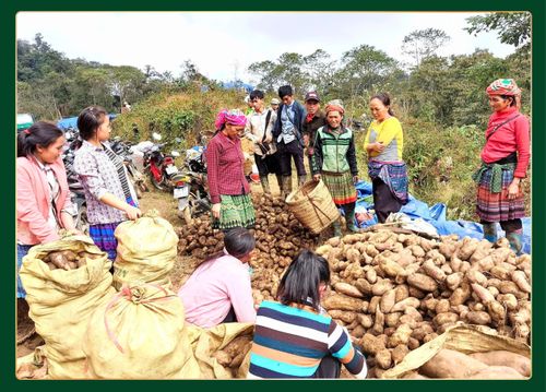 Mỗi năm, người Mông ở Hồng Ngài xuất bán hơn 100 tấn "sâm đất", thu về 600 - 700 triệu đồng.