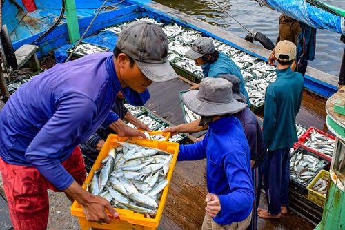 Với nguồn lợi hải sản phong phú, nhất là cá biển tươi ngon, cá kho tộ được chế biến đa dạng từ nhiều loài cá khác nhau