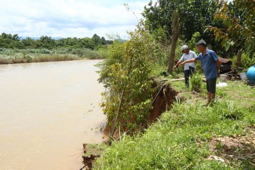 Sầu riêng, cây ăn trái của bà con bị sạt lở trôi xuống sông