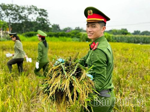 Cán bộ Công an xã Lạc Sơn tham gia làm công tác vận động quần chúng ở cơ sở, giúp dân thu hoạch lúa.