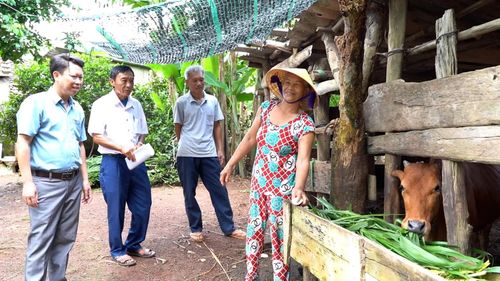 Mô hình nuôi bò sinh sản góp phần giúp người dân xã Tân Mỹ thoát nghèo - Ảnh: P.K