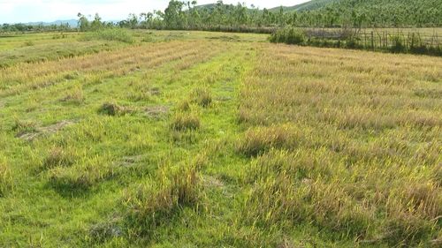 Hồ Cửa Mương không còn khả năng tích nước theo thiết kế, nhiều diện tích lúa vụ hè-thu của bà con xã Phú Trạch phải bỏ hoang - Ảnh: Q.V