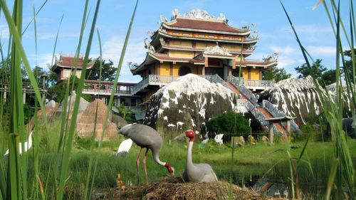  Những chú chim hồng hạc bay về quần tụ tại An Việt Nam Phật quốc tự Lâm Tỳ Ni, Nepal. (Ảnh: An Việt Nam Phật quốc tự) 