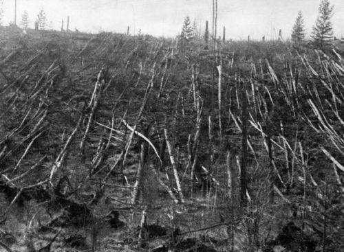 Một khu rừng Siberia đã bị san phẳng trong sự kiện Tunguska. (Ảnh: Getty Images)