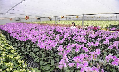 Mô hình trồng hoa lan công nghệ cao tại Công ty cổ phần Đầu tư phát triển nông nghiệp công nghệ cao Toàn Cầu (xã Đan Phượng).