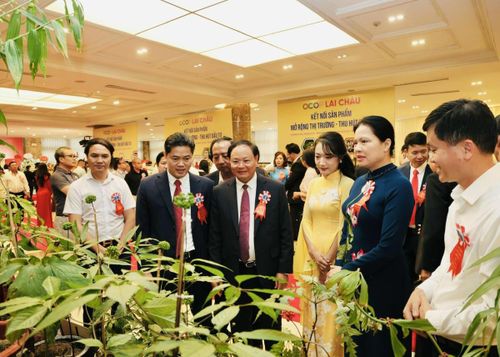 Các đại biểu tham quan gian trưng bày cây Sâm Lai Châu.