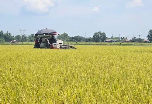 Sản xuất lúa hữu cơ của Tổng công ty Thương mại Quảng Trị có ý nghĩa lớn.