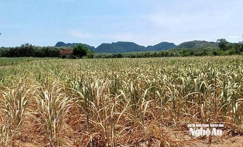 Hiện nay đã có khoảng hơn 300 ha mía nguyên liệu của Nhà máy Mía đường Sông Con bị khô héo do nắng nóng kéo dài. Ảnh: XH