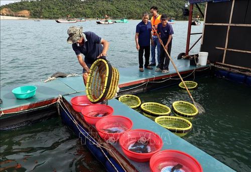 Khu vực nuôi trồng thủy sản của Công ty Cổ phần Mực nhảy Biển Đông. Ảnh: Đức Hiếu/TTXVN.
