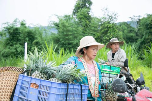 Bốc, xếp dứa chờ thương lái thu mua.