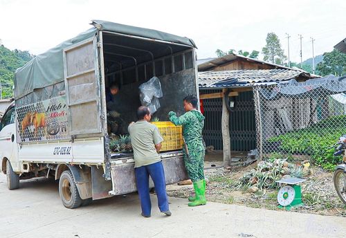 Thương lái thu mua dứa gần khu vực nương của bà con.