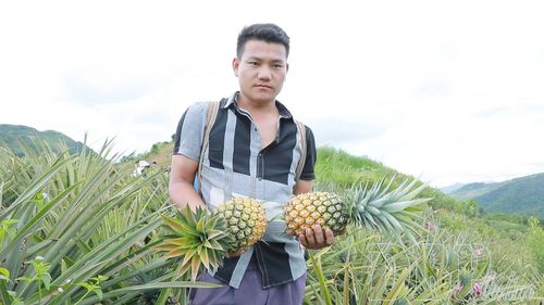 Dứa Phình Giàng quả to, sánh mật.