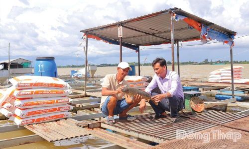 Người nuôi cá lồng bè tại xã An Long kiểm tra chất lượng cá trước khi xuất bán, góp phần nâng cao giá trị các sản phẩm thủy sản đặc sản.