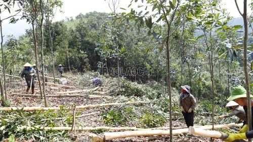 Nông dân xã Mậu A thu hoạch quế.