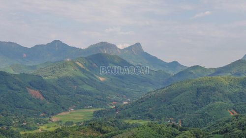 Cây quế phủ xanh nhiều vùng đồi núi trên địa bàn tỉnh.