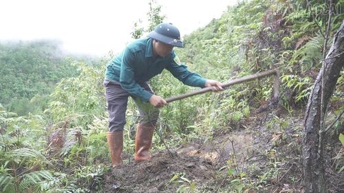 Các thành viên tích cực chăm sóc những cây thông sau khi trồng.