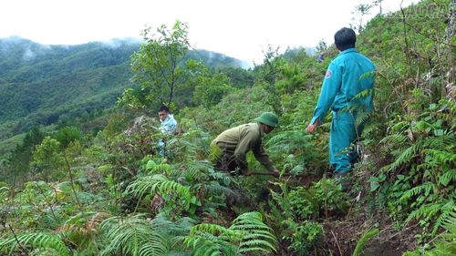 Nhiều diện tích đất trống ở rất xa và đi lại khó khăn nhưng đã được phủ xanh.