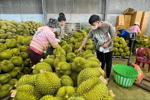Hệ thống cơ sở đóng gói đang góp phần hoàn thiện chuỗi giá trị sầu riêng từ sản xuất đến xuất khẩu tại Đạ Huoai