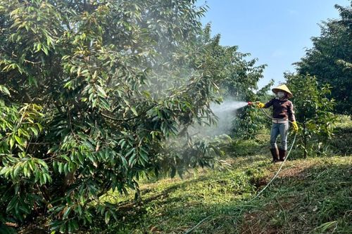 Canh tác thân thiện với môi trường và quản lý dịch hại tổng hợp đang được nhiều nhà vườn Đạ Tẻh áp dụng để nâng cao chất lượng sầu riêng xuất khẩu.