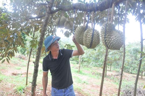 Sản xuất theo tiêu chuẩn là nền tảng để xây dựng vùng trồng sầu riêng xuất khẩu bền vững