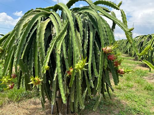 Vườn thanh long thời kỳ thu hoạch của nông dân Lâm Đồng