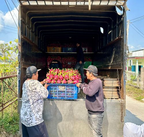 Hoạt động mua bán thanh long diễn ra khá nhộn nhịp