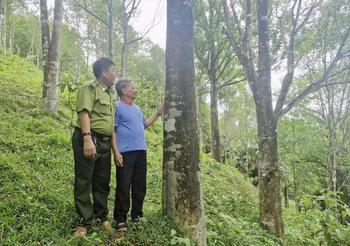 Khu rừng trầm dó tiền tỉ của ông Đinh Tiến Phương phát triển tươi tốt - Ảnh: X.V