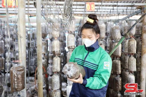 Thành viên HTX 26 -3 kiểm tra khu trồng nấm.