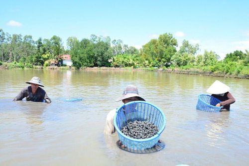 HTX và tổ hợp tác tại Cà Mau đang từng bước chuẩn hóa quy trình nuôi sò huyết, gắn sản xuất với truy xuất nguồn gốc để đáp ứng yêu cầu chỉ dẫn địa lý.
