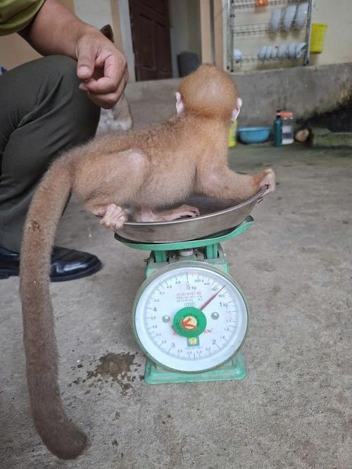 Cá thể voọc còn non nặng khoảng 0,4kg được lực lượng kiểm lâm kiểm tra, cân trọng lượng trước khi bàn giao cho đơn vị cứu hộ.