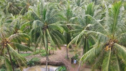 Việc nghiêm cấm nhân nuôi, phát tán đuông dừa nhằm bảo vệ vườn dừa trên địa bàn.