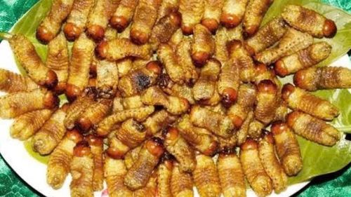 Tỉnh Vĩnh Long ra văn bản nghiêm cấm nhân nuôi, phát tán đuông dừa trái phép.
