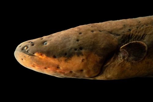 Ảnh: Joel Sartore