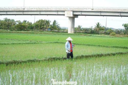 Người dân đang dặm, cấy lại những đám ruộng bị hư do nhiễm mặn.