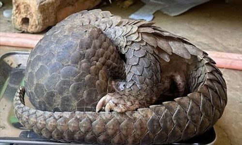 Cá thể tê tê Java (Manis javanica) có trọng lượng hơn 4 kg, là loài động vật rừng nguy cấp, quý, hiếm thuộc Nhóm IB. Ảnh: TTXVN phát
