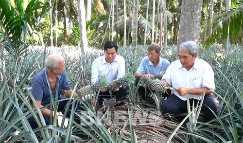 Lãnh đạo UBND xã Bình An thăm mô hình khóm, cau, dừa của nông dân. Ảnh: Văn Sĩ-TTXVN
