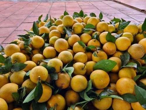 Cam Vinh - đặc sản xứ Nghệ. Ảnh: CleverFood