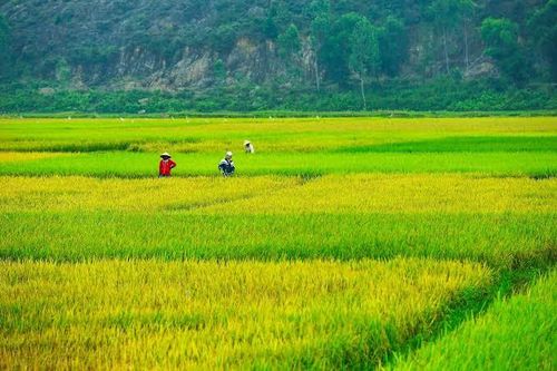 Vẻ đẹp của cánh đồng lúa trải dài. Ảnh: báo Nghệ An