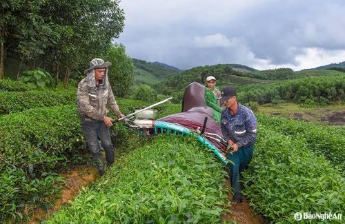 Người dân xứ Nghệ lao động trên đồi chè. Ảnh: báo Nghệ An