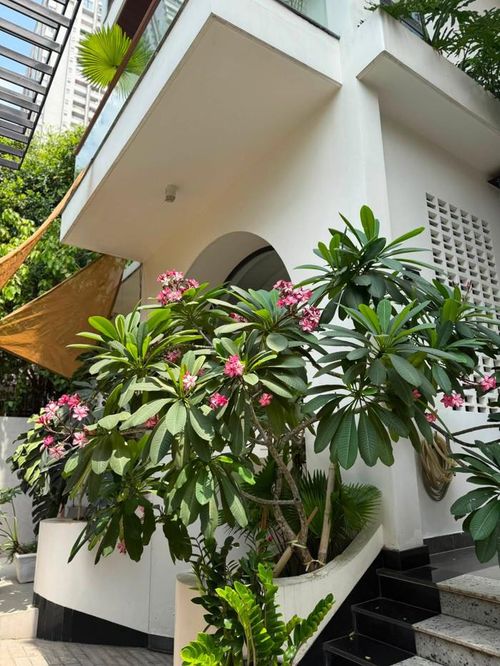 Biệt thự phố 1.000m2 được Vân Trang chăm sóc kỹ lưỡng, trồng nhiều cây xanh. 