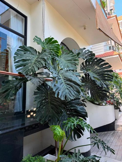 Vân Trang cho biết, cô rất thích cây monstera. 