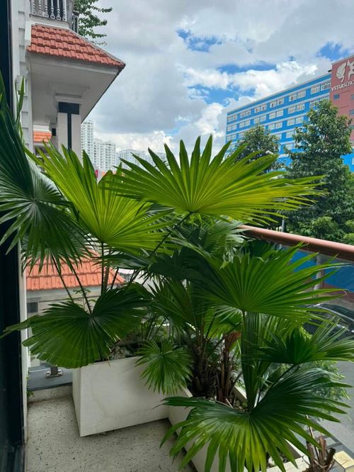 Bên trong biệt thự của Vân Trang tràn ngập cây xanh.
