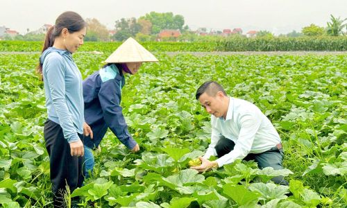  Cán bộ Chi cục Trồng trọt và Bảo vệ thực vật (Sở Nông nghiệp và Môi trường) thăm mô hình nông nghiệp sạch trong tỉnh. Ảnh: Hải Vân. 