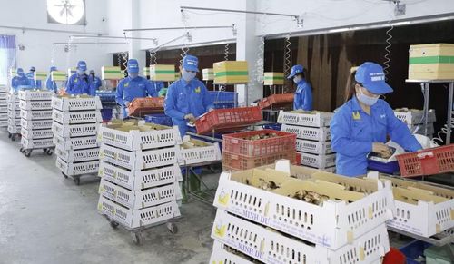 Xã Tuy Phước khuyến khích các tổ chức, doanh nghiệp đầu tư phát triển chăn nuôi ứng dụng công nghệ cao. Ảnh: T.Sỹ