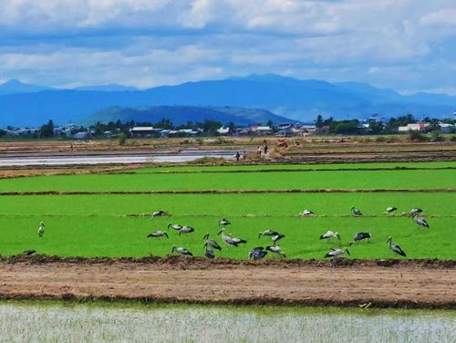 Đàn cò ốc sà xuống các thửa ruộng ở xã Phú Thiện để kiếm ăn. Ảnh: Ánh Kiều