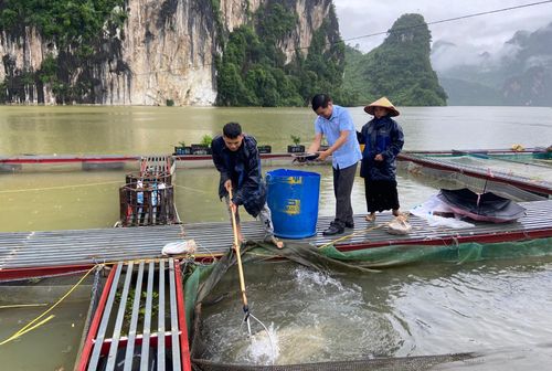 Nuôi cá lồng đang là hướng đi phát triển kinh tế mang lại hiệu quả cho người dân trong tỉnh.