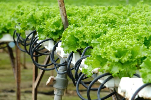 Nhiều dự án cấp mới đầu tư vào nông nghiệp công nghệ cao