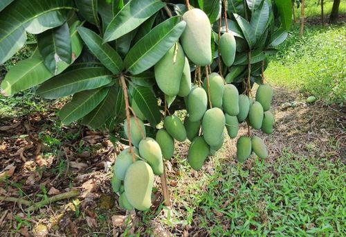 Xoài Cù Lao Giêng được chuẩn hóa từ sản xuất đến truy xuất nguồn gốc, từng bước nâng cao giá trị thương hiệu thông qua sở hữu trí tuệ và liên kết thị trường.