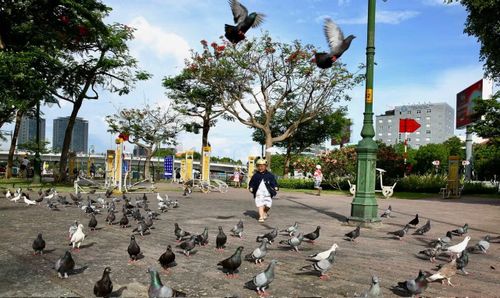 Trẻ em tung tăng bên đàn bồ câu dọc kênh Tàu Hủ-Bến Nghé.